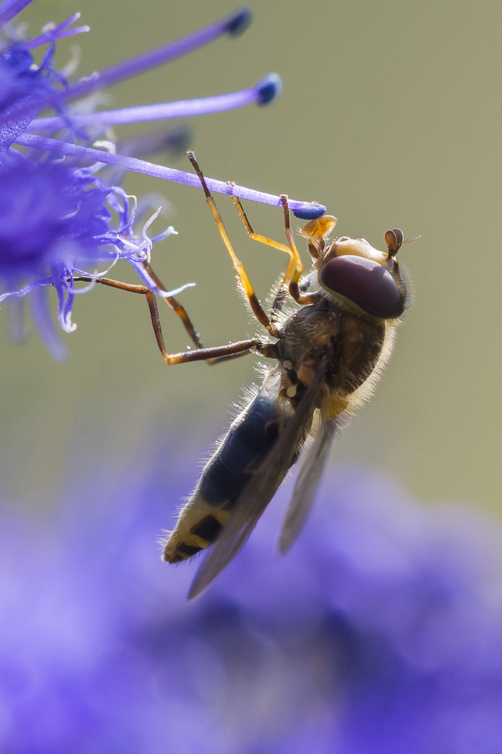  Großstirnschwebfliege ? wer kennt diese Spezies?