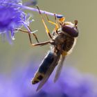  Großstirnschwebfliege ? wer kennt diese Spezies?