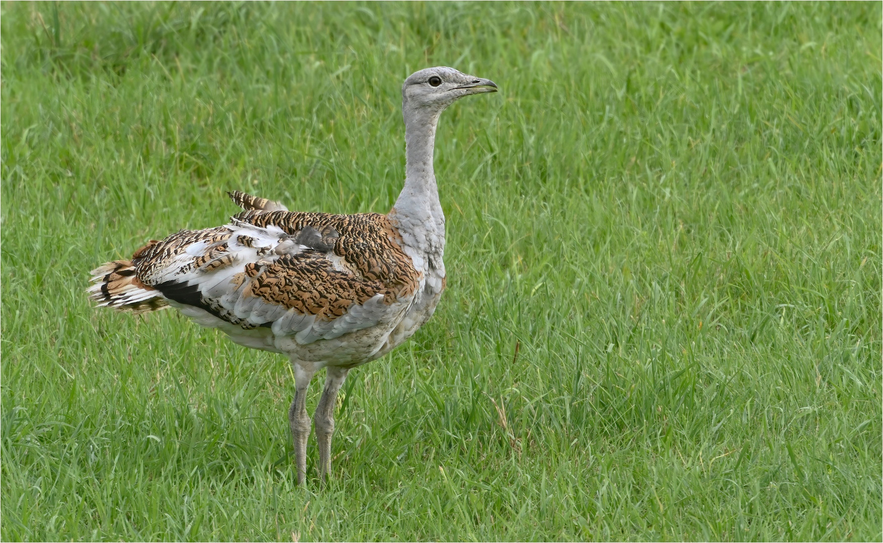 Großtrappe 