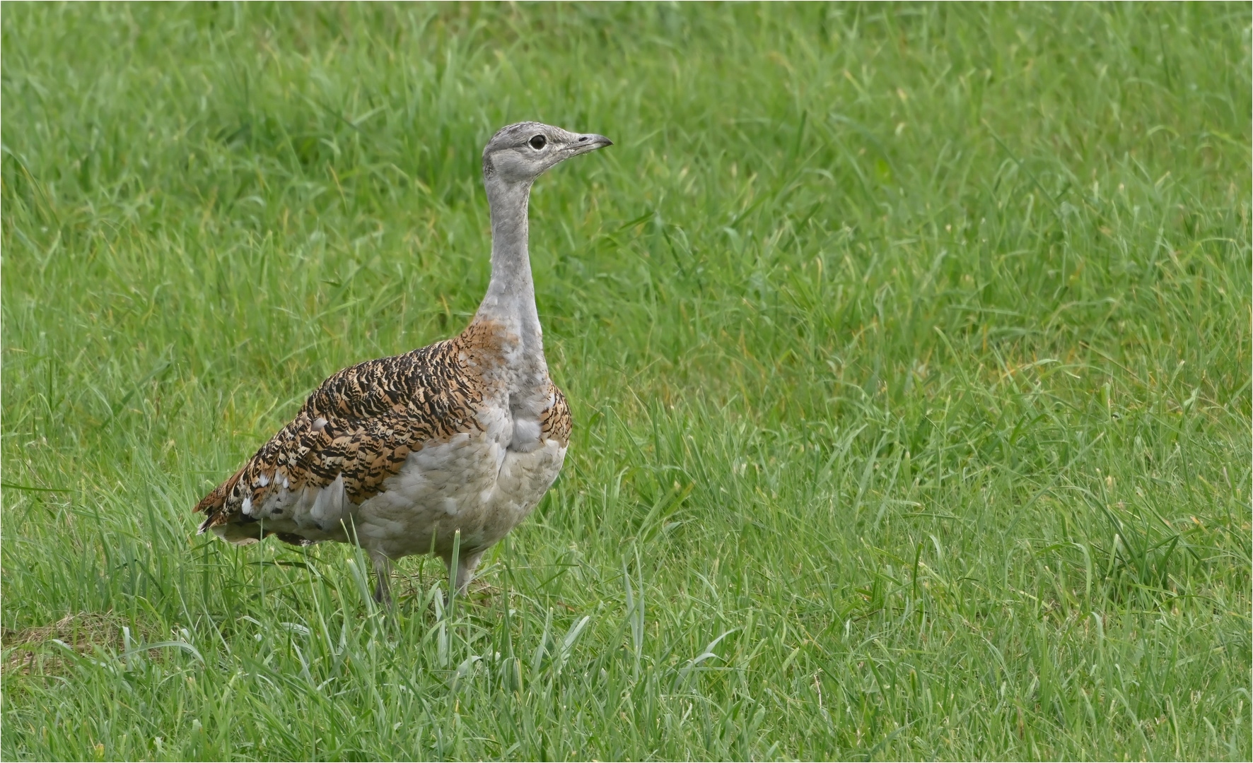 Großtrappe 