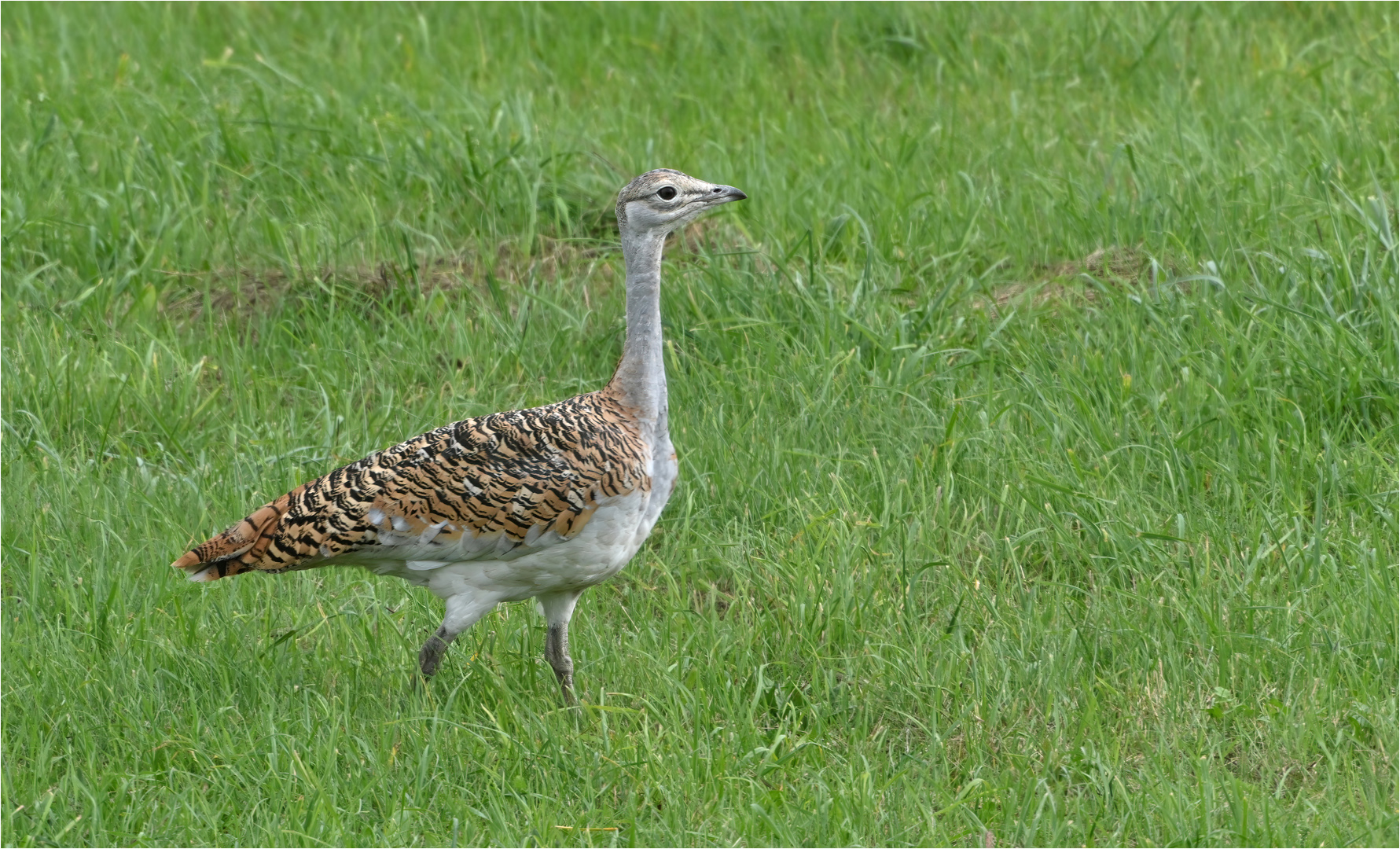 Großtrappe