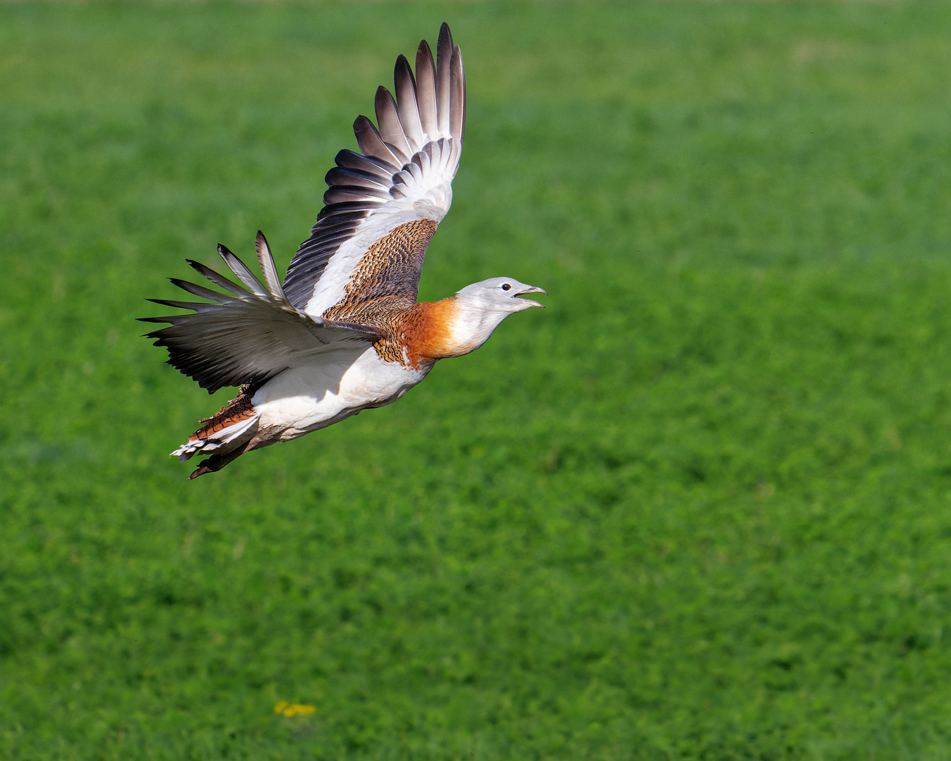 Großtrappe im Flug