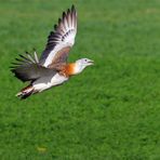 Großtrappe im Flug