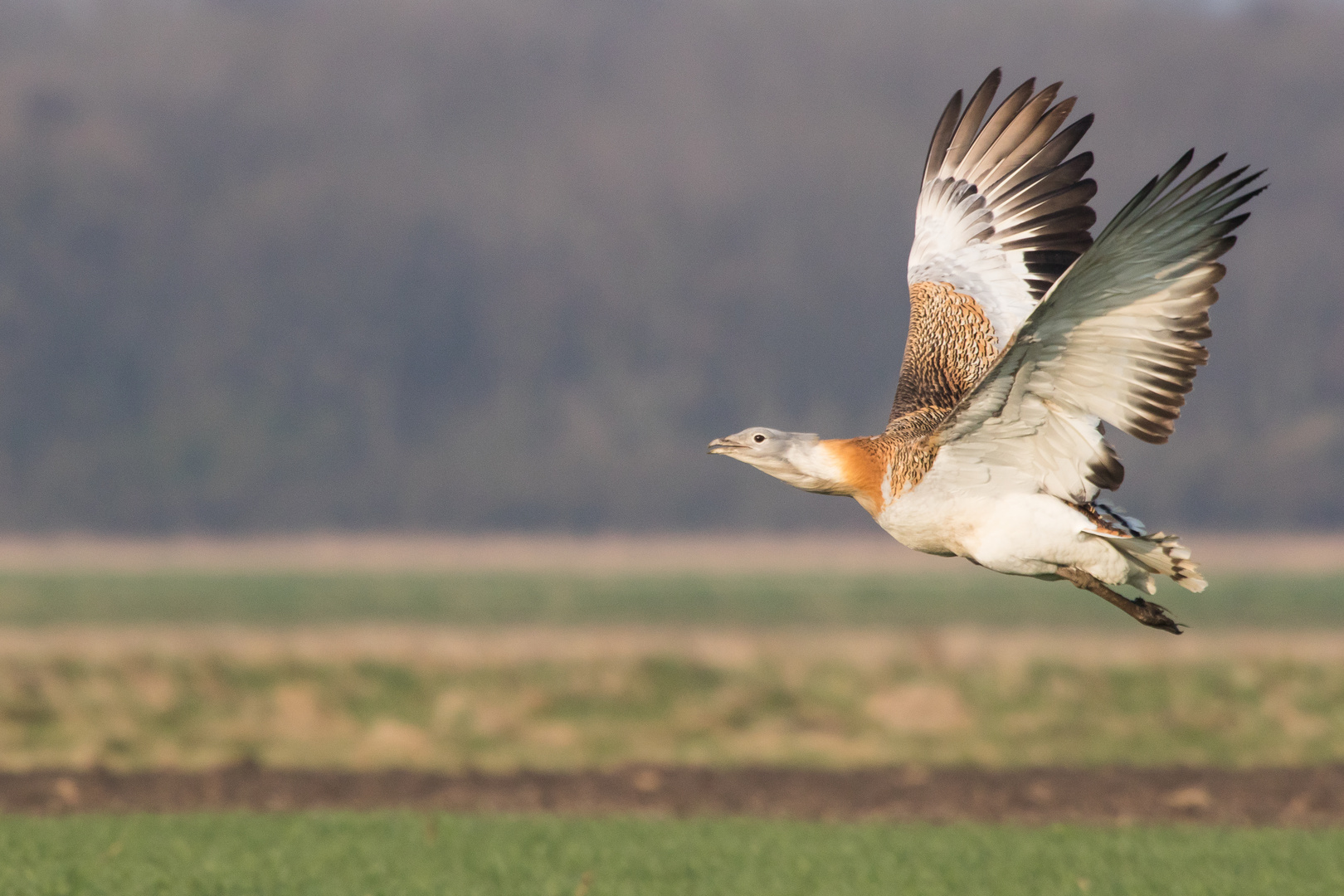 Großtrappe im Flug