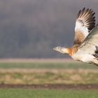 Großtrappe im Flug