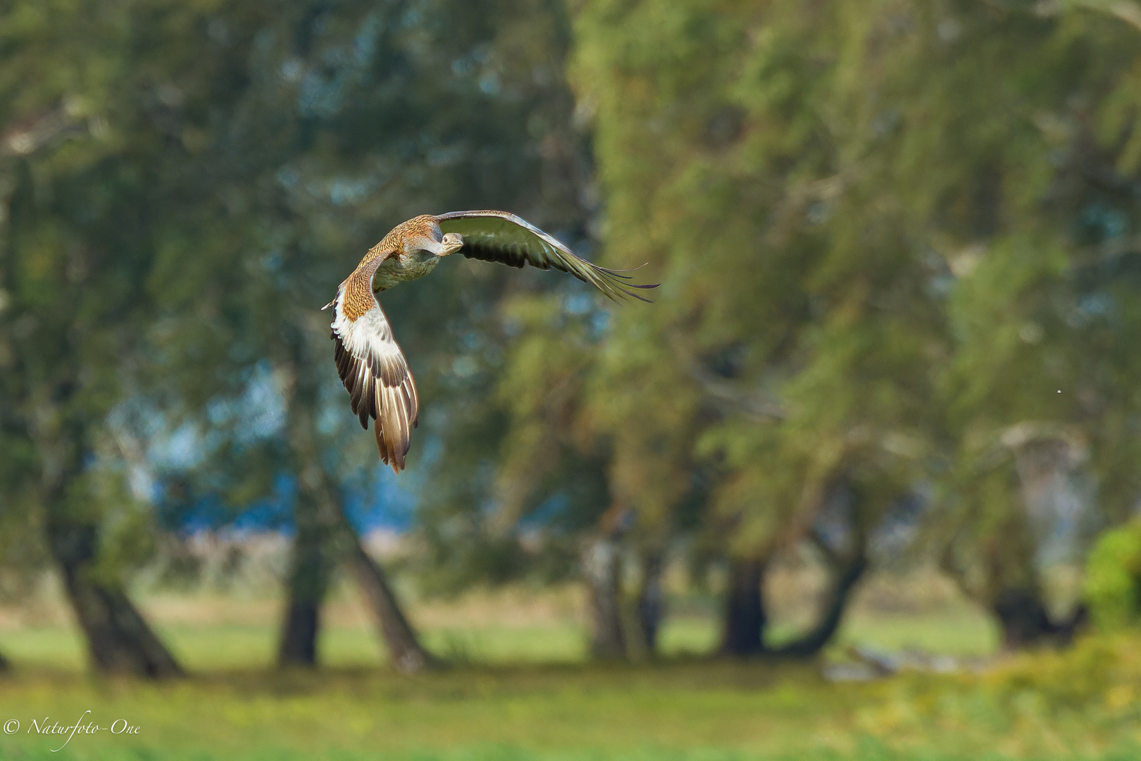 Großtrappe im Flug 