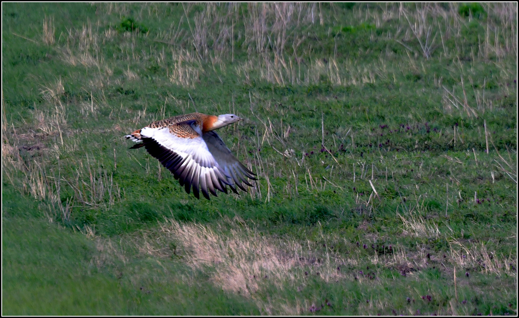 Großtrappe im Flug