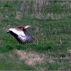 Großtrappe im Flug