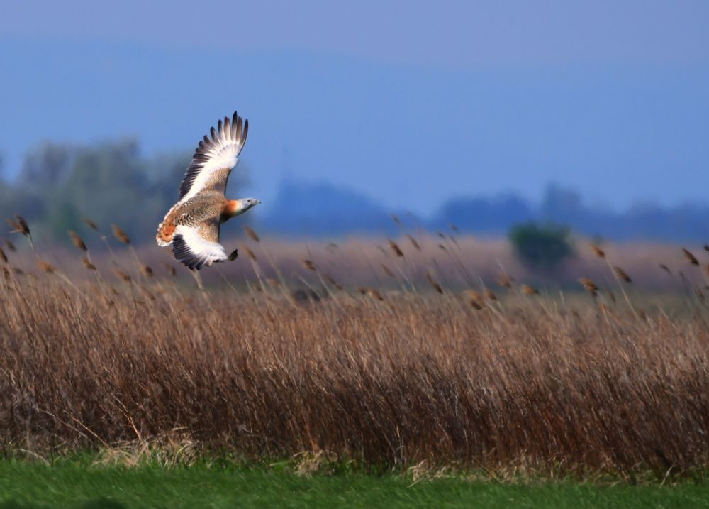 Großtrappe im Flug