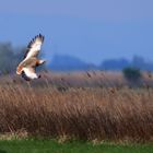 Großtrappe im Flug