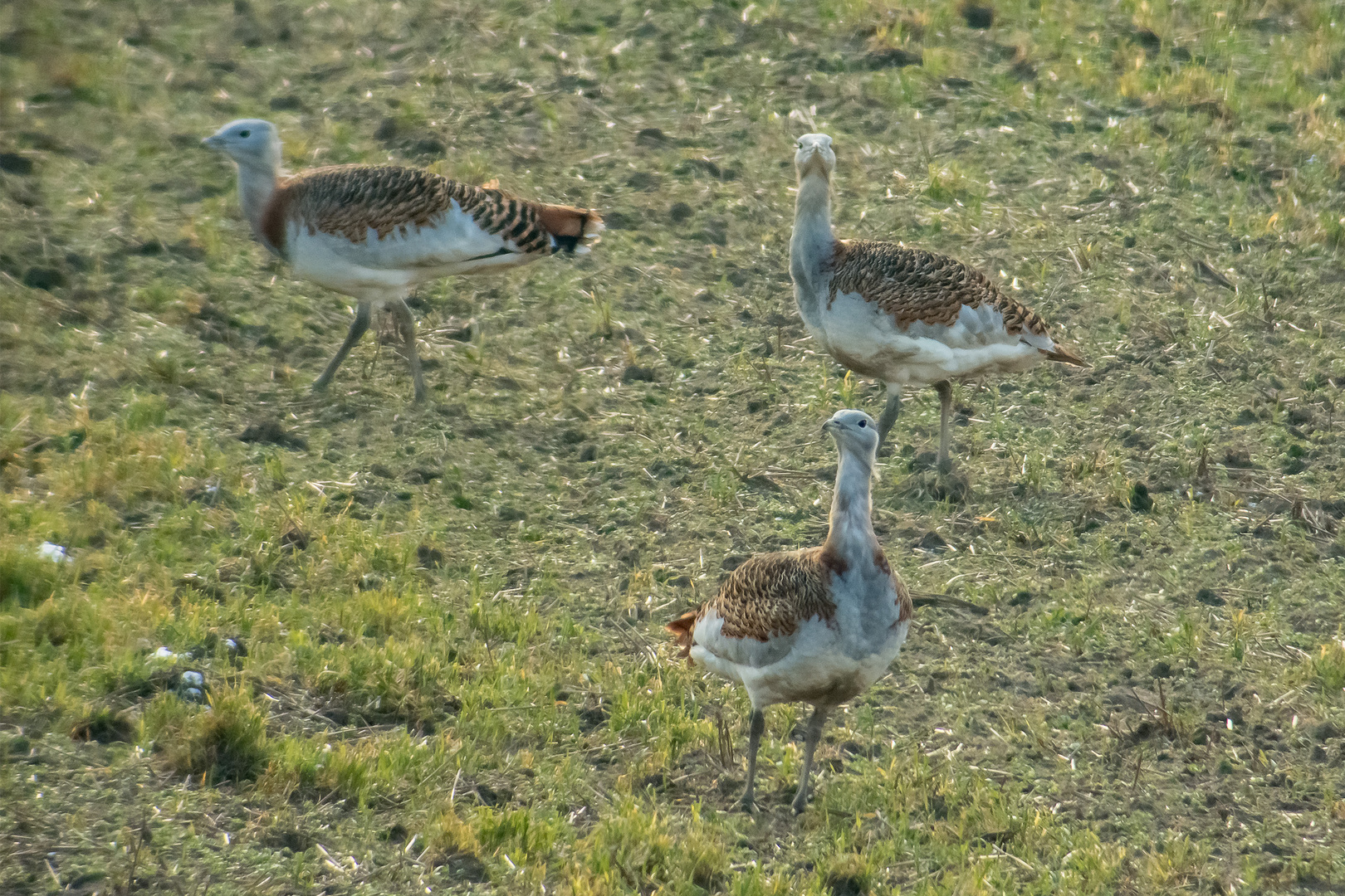 Großtrappe im morgendlichen Gegenlicht