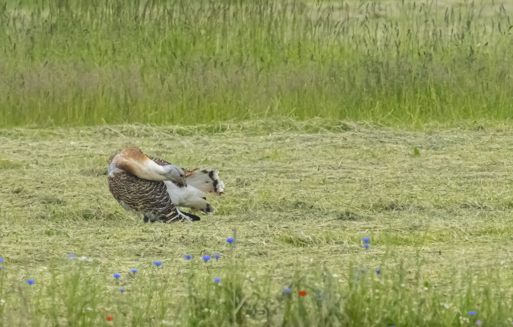 Großtrappe putzt sich