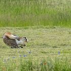 Großtrappe putzt sich