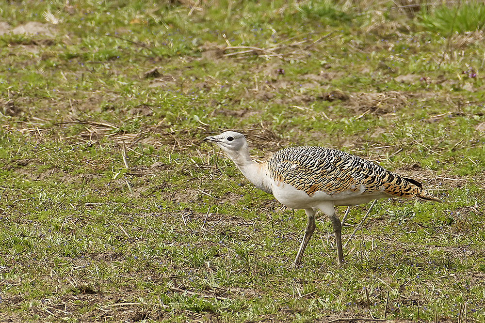 Großtrappe Weibchen