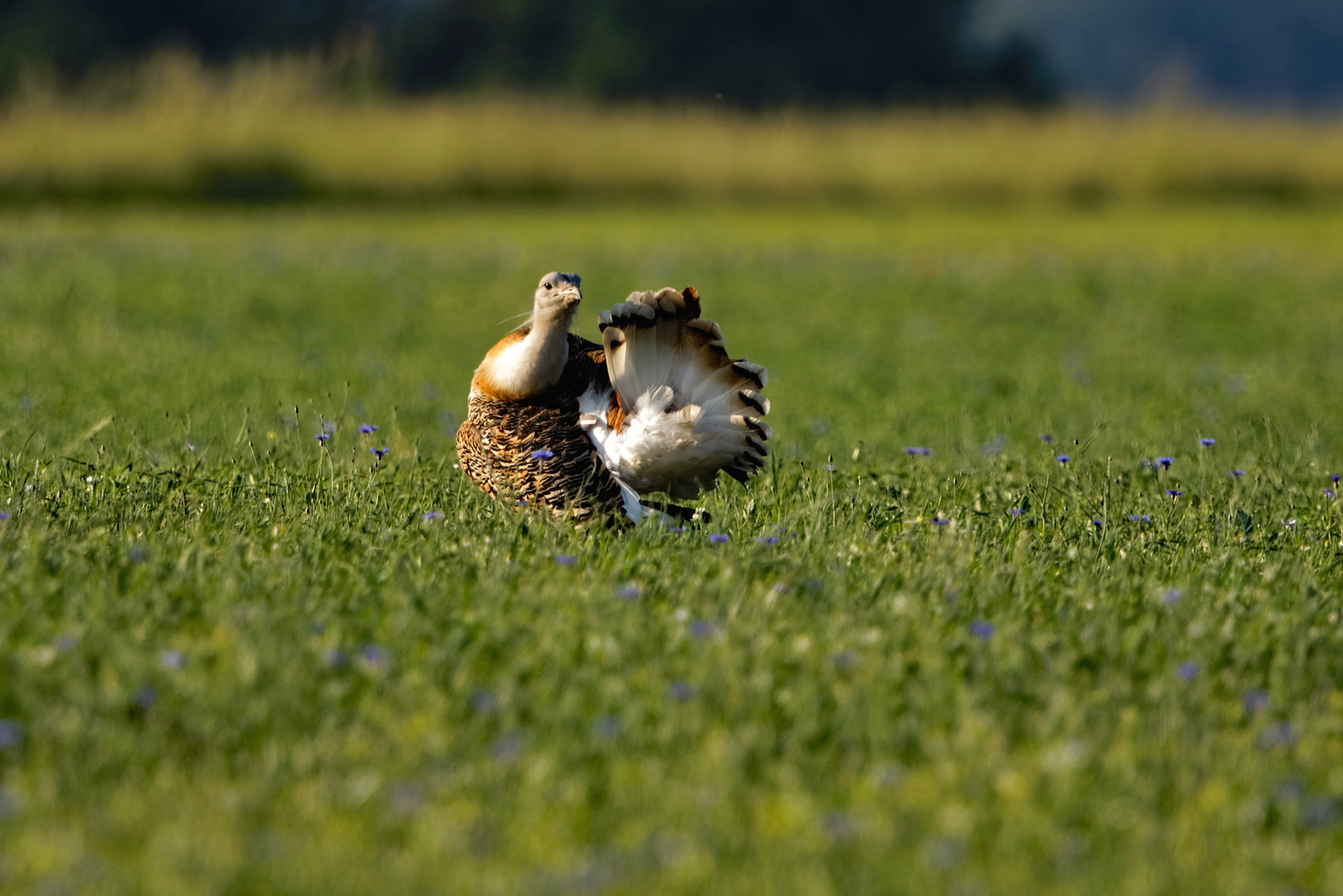 Großtrappen, die schwersten flugfähigen Vögel der Welt