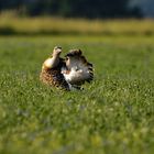 Großtrappen, die schwersten flugfähigen Vögel der Welt