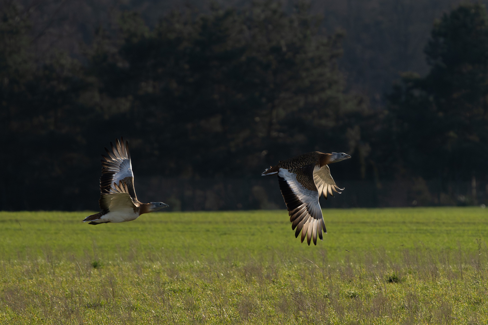 Großtrappen im Flug