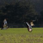 Großtrappen im Flug