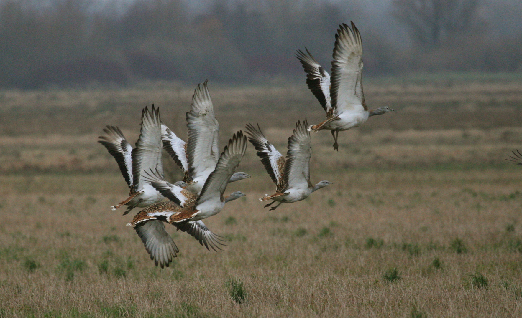 Grosstrappen im Flug 