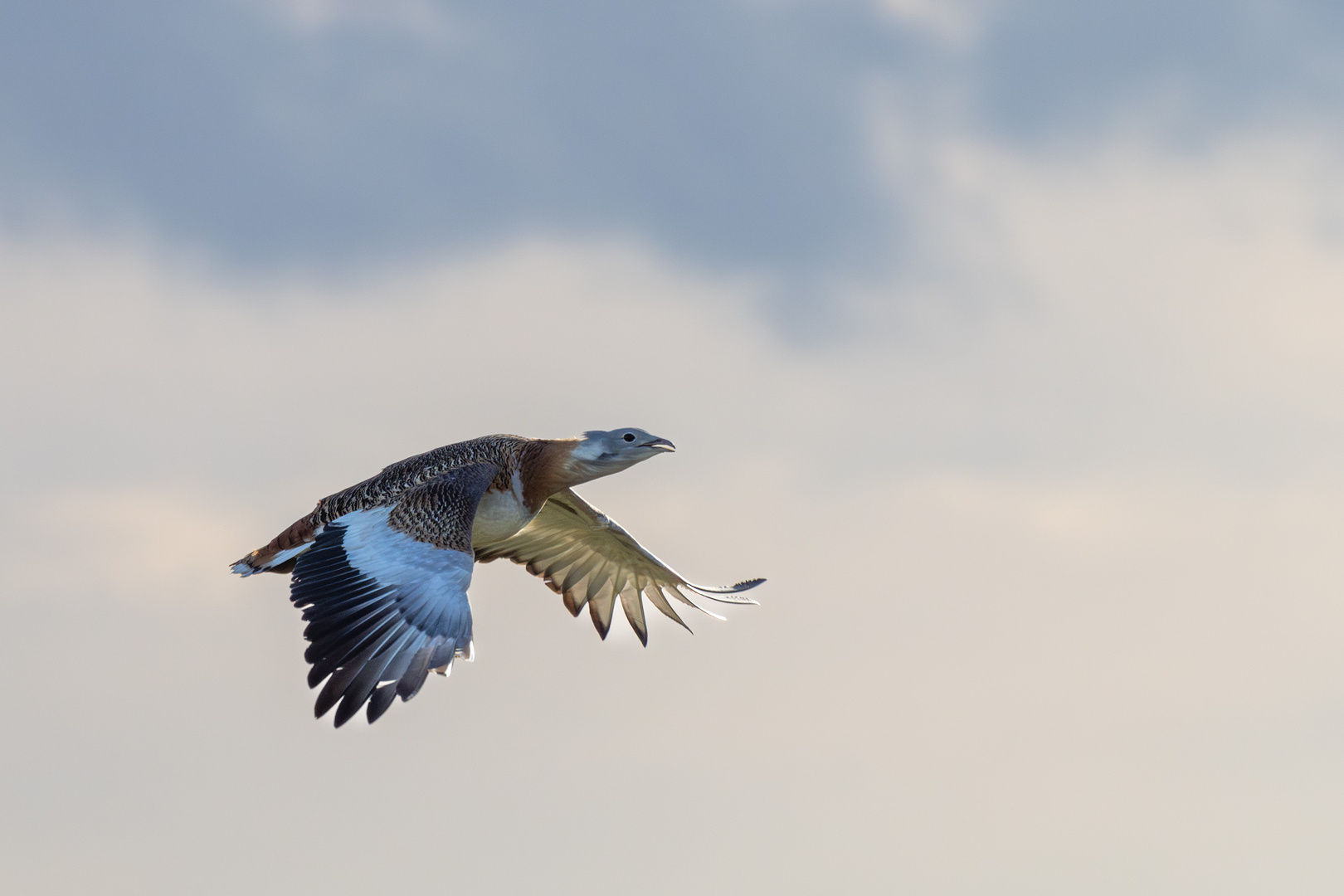 Großtrappen im Flug