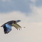 Großtrappen im Flug