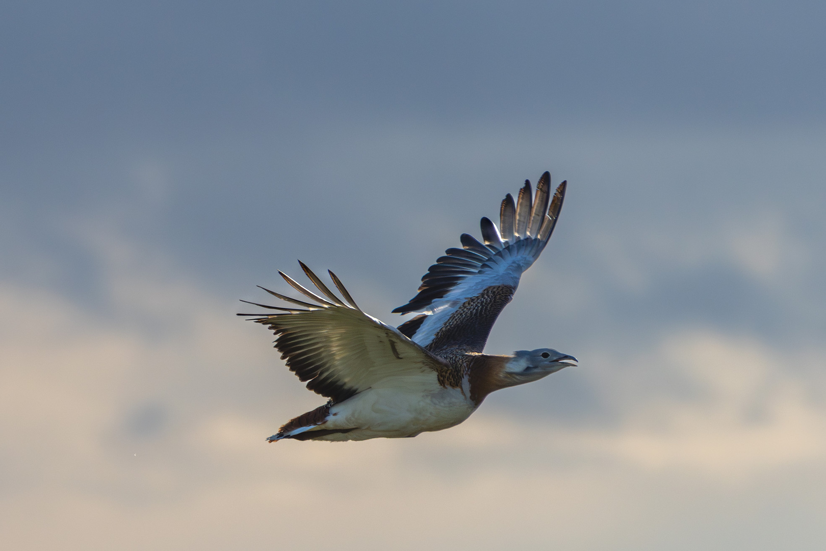 Großtrappen im Flug