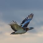 Großtrappen im Flug