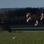 Großtrappen im Flug