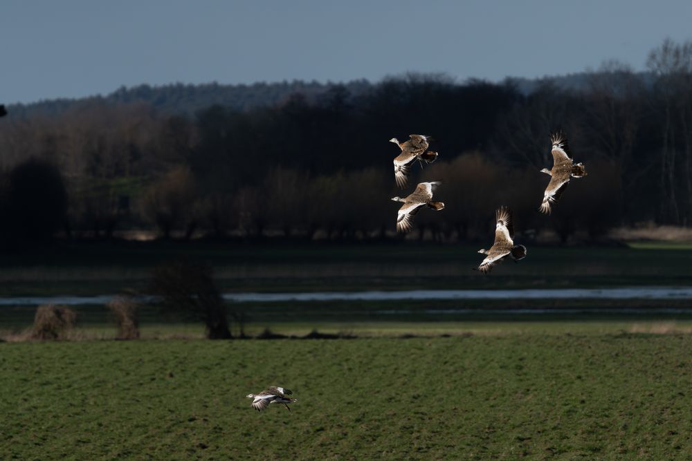 Großtrappen im Flug