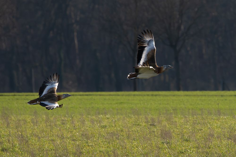 Großtrappen im Flug