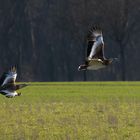 Großtrappen im Flug