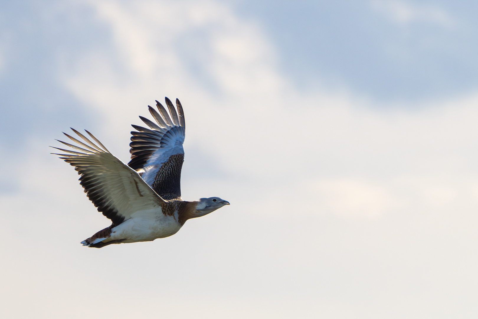 Großtrappen im Flug