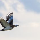 Großtrappen im Flug