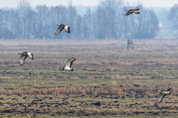 Großtrappen im Vorbeiflug