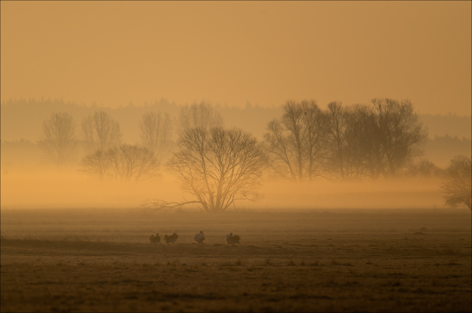 Grosstrappen in der Morgensonne