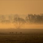 Grosstrappen in der Morgensonne