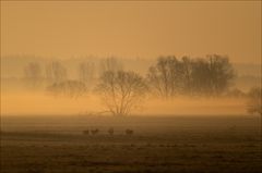 Grosstrappen in der Morgensonne