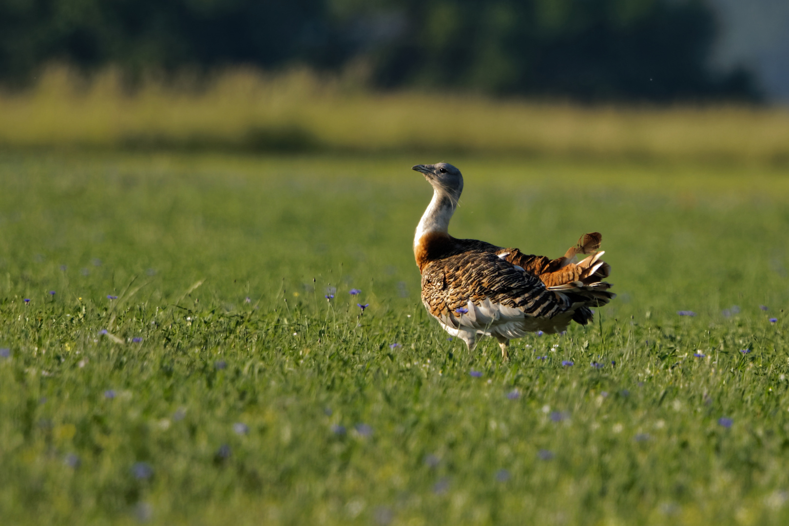 Großtrappen sind die schwersten flugfähigen 8204 