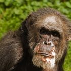 Großvater Schimpanse