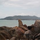 Großvaterfelsen auf Koh Samui