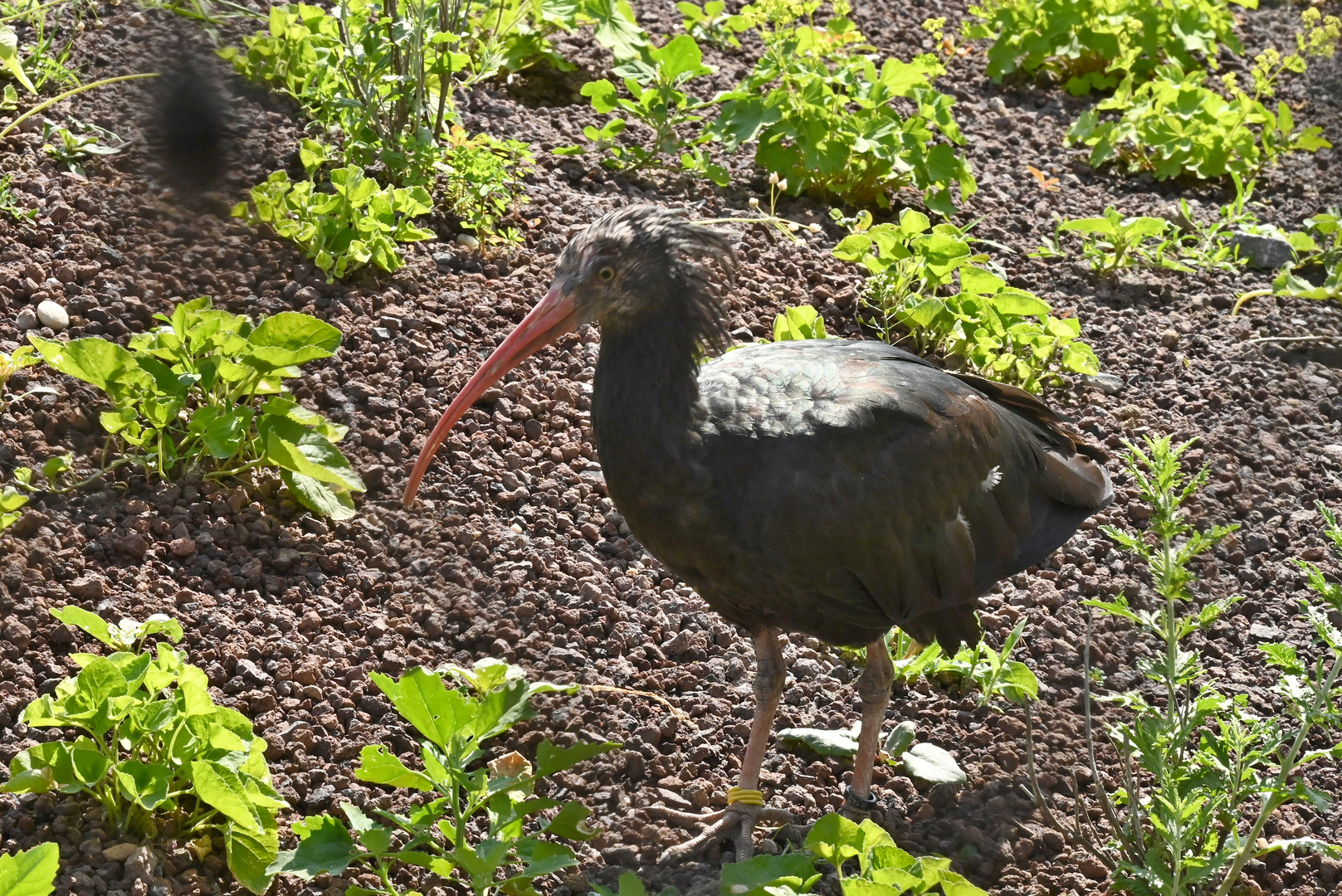 Großvoliere im Luisenpark, Mannheim