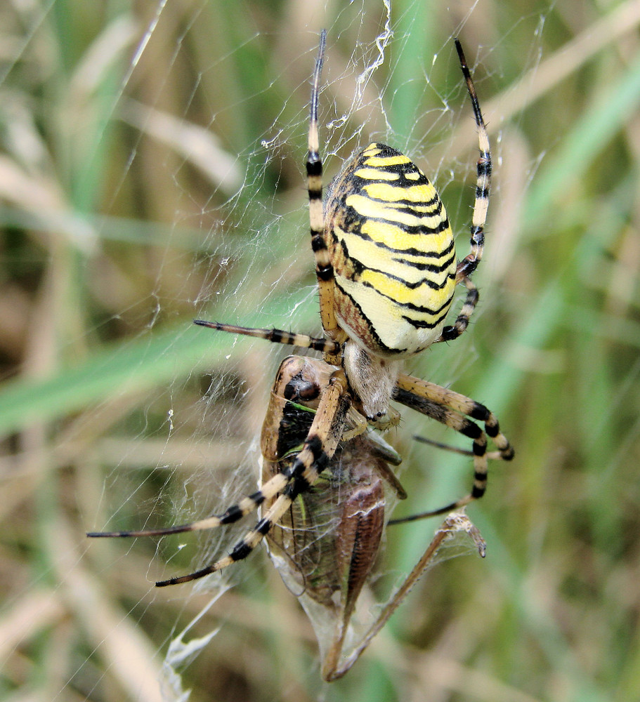 Großwildjäger