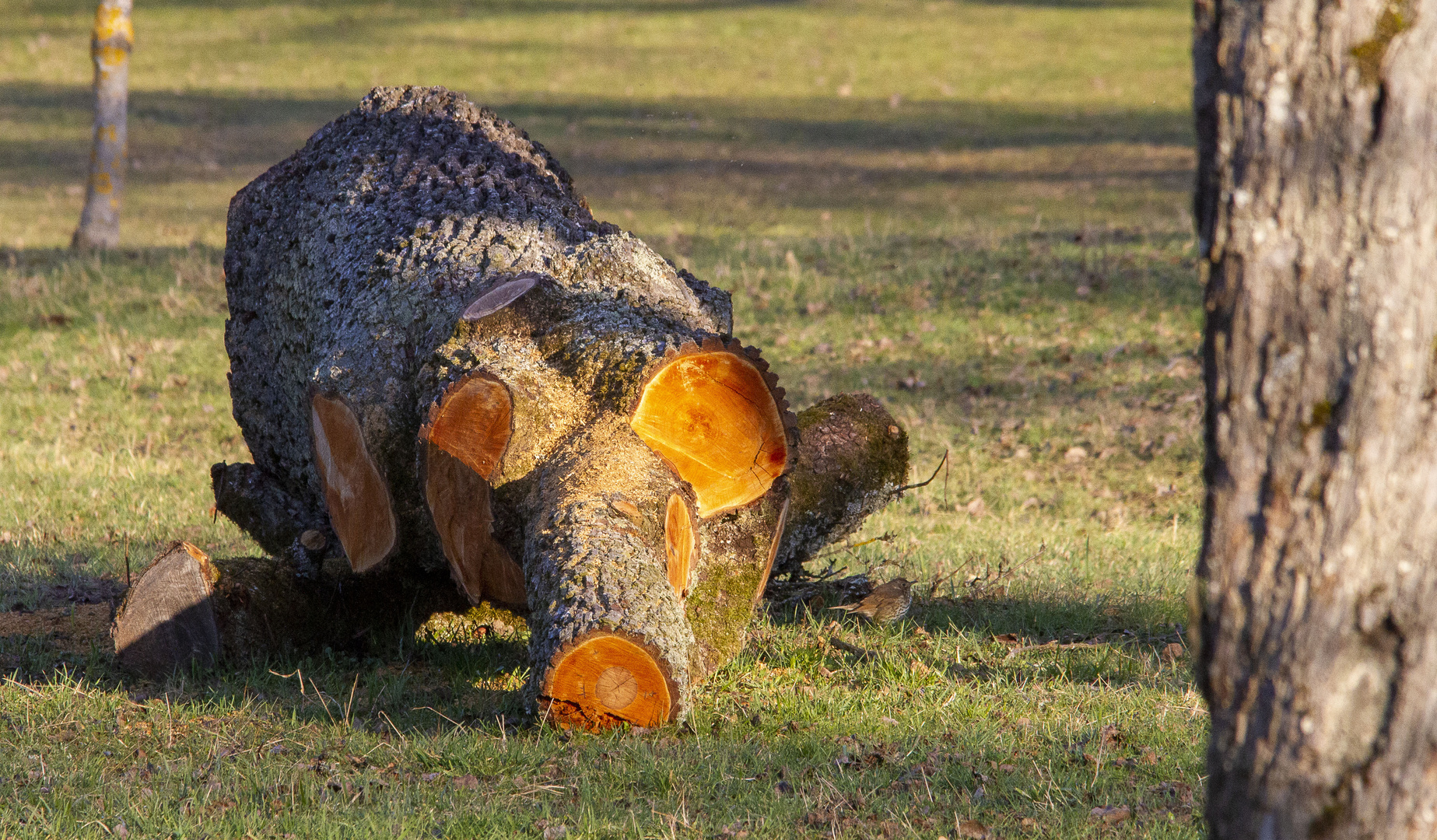 Großwildjagd - erster Erfolg