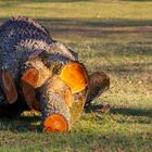 Großwildjagd - erster Erfolg