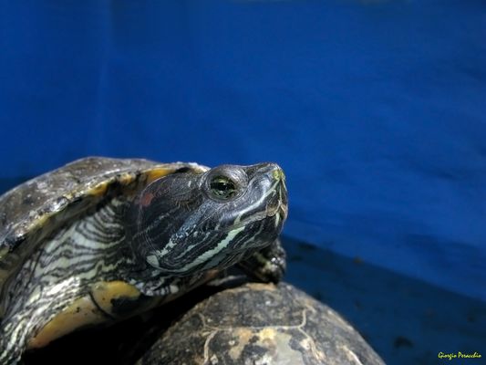 Grotte Ore 12.15 Trta-ruga