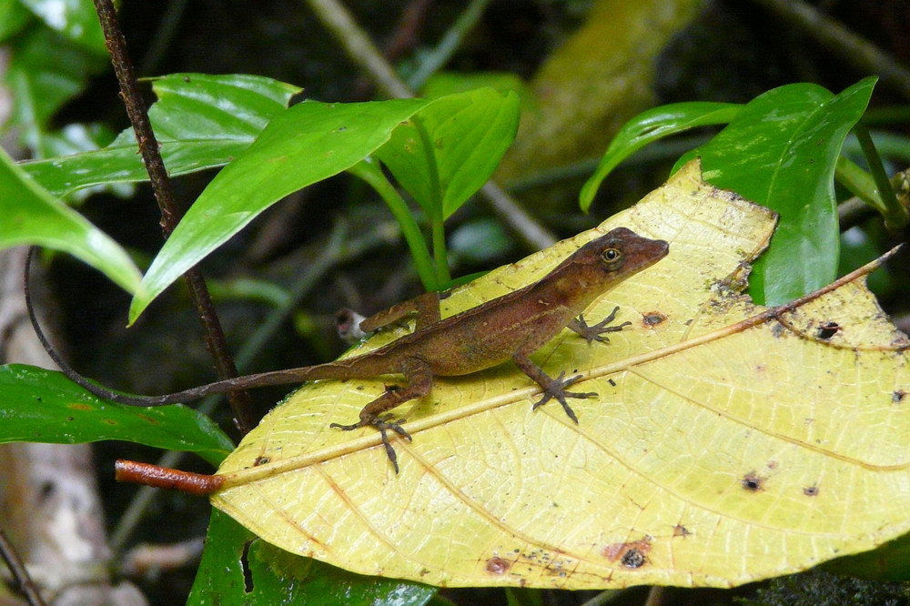 Ground Anole