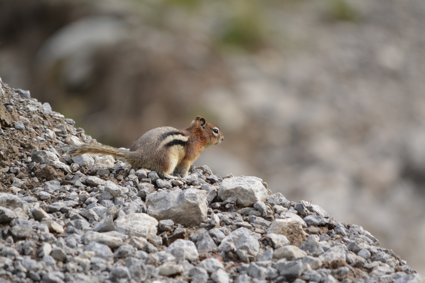 Ground Chipmunk