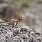 Ground Chipmunk