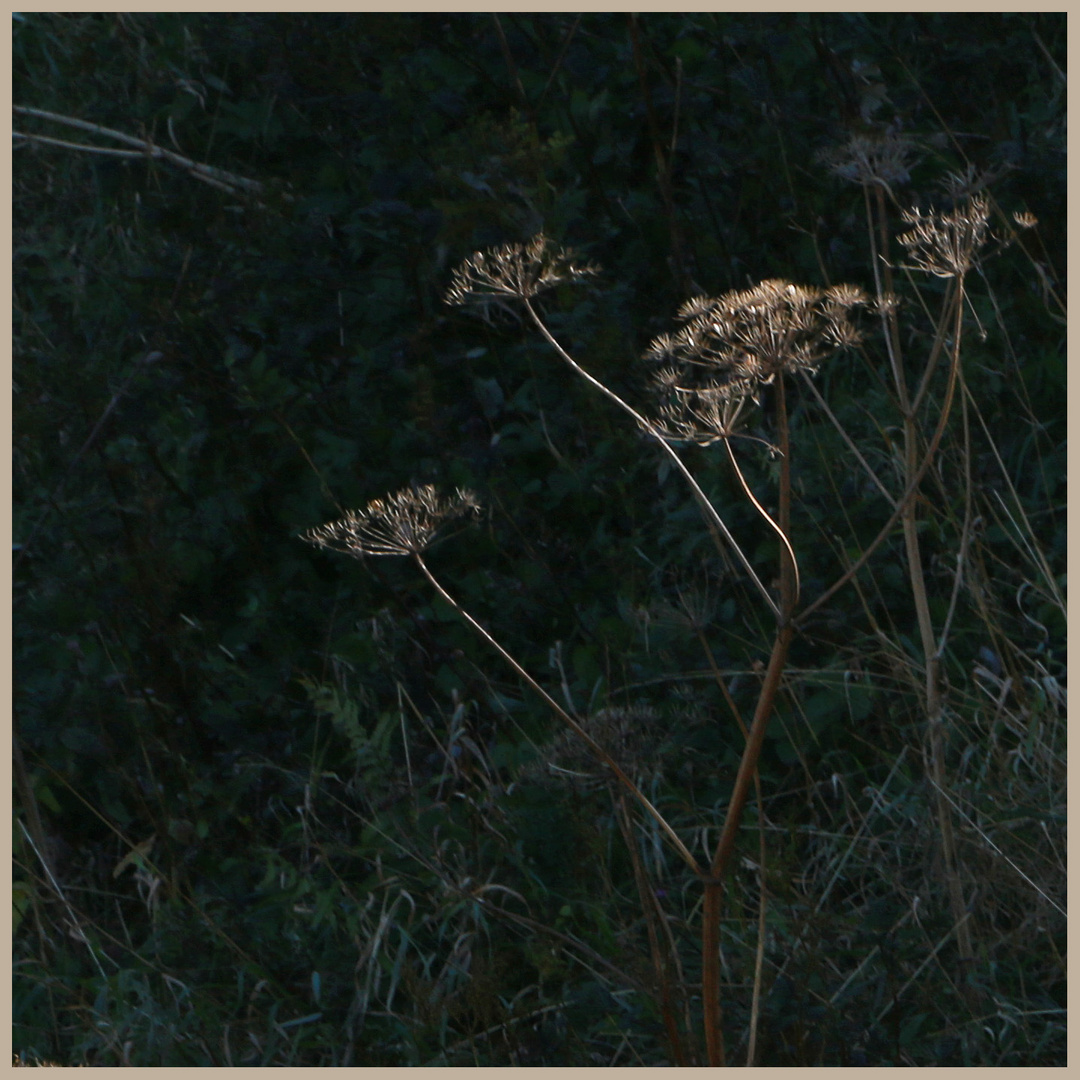 ground elder near linkim shore