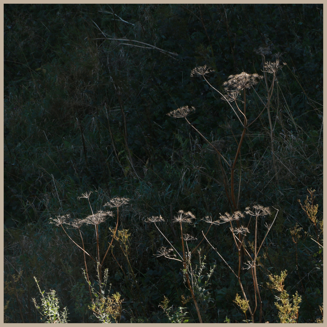 ground elder near linkim shore